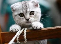 娱乐吃瓜君和折耳猫后续,一场跨界奇遇记