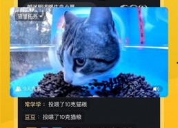 猫咪91直播,萌宠互动，欢乐无限