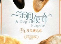 娱乐吃瓜酱去世的小狗,吃瓜酱离世，网友泪目